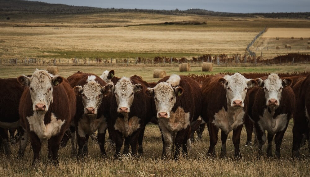 Destete del 87% y toros 8 años en servicio: la genética Hereford se luce en Tierra del Fuego