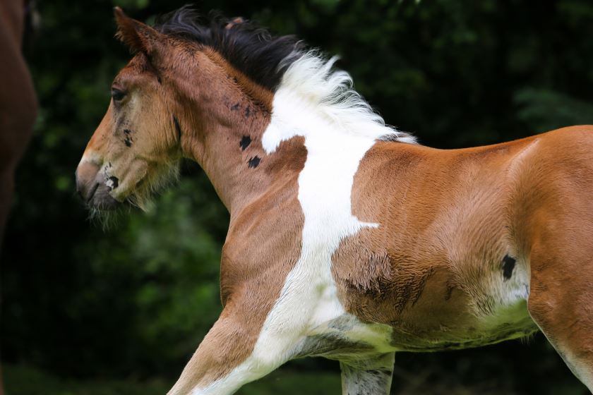 Caballo 1