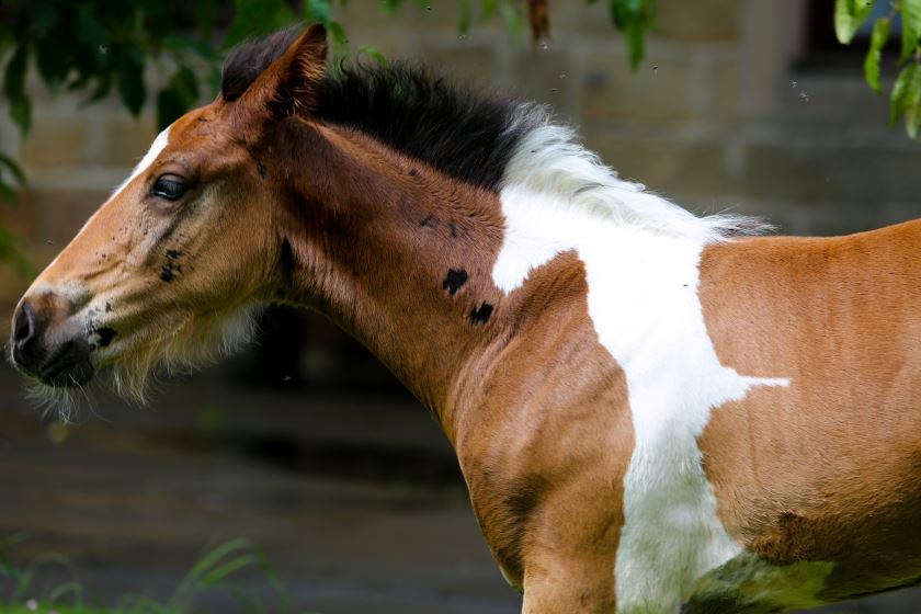Caballo 3