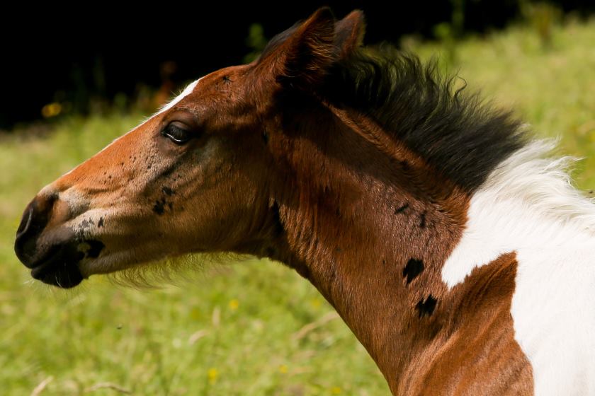 Caballo 4