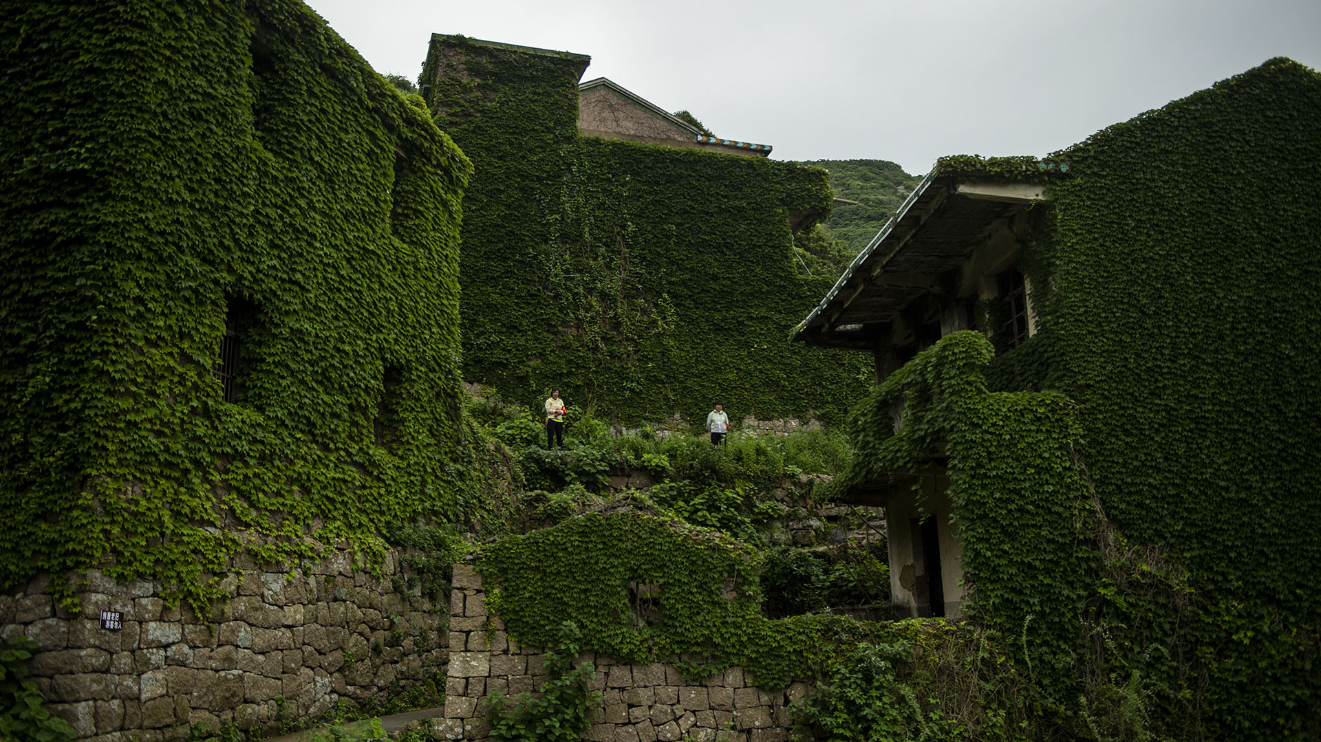 El único escollo en la reconquista vegetal del pueblo son los turistas que se acercan a esta isla situada a 140 km de Shanghái para admirar la magia del paisaje