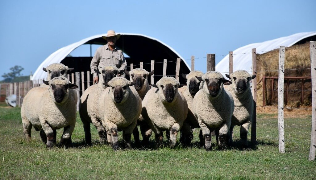 Un hito ovino: en 2026, el mundial de los Hampshire Down se jugará en Argentina Un hito ovino: en 2026, el mundial de los Hampshire Down se jugará en Argentina