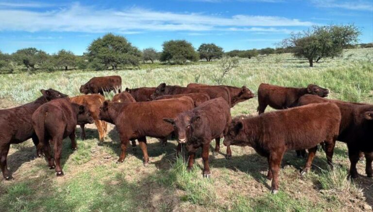 Devon: una raza bovina resurge en Argentina y se presentará en sociedad en La Rural 2025