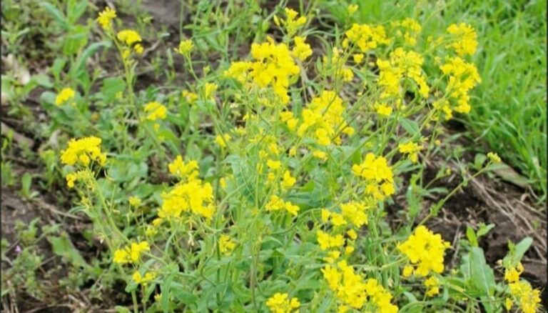 Malezas: el “nabo” resiste cada vez más herbicidas y ahora generó una alerta roja de alcance mundial