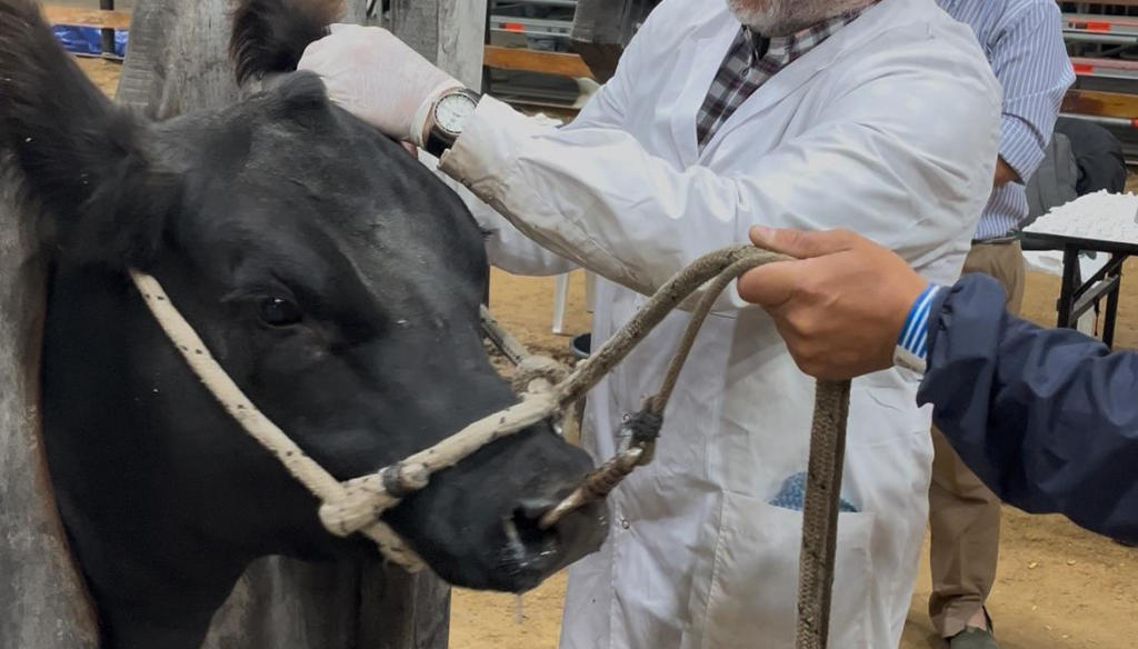 Con una participación récord de 590 ejemplares, los Angus buscan sus campeones de otoño Con una participación récord de 590 ejemplares, los Angus buscan sus campeones de otoño