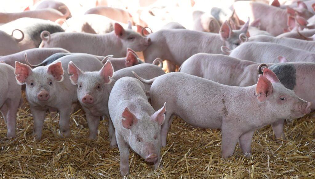 “Una mejora sustancial”: el cerdo engorda su rentabilidad gracias a una baja de los costos “Una mejora sustancial”: el cerdo engorda su rentabilidad gracias a una baja de los costos