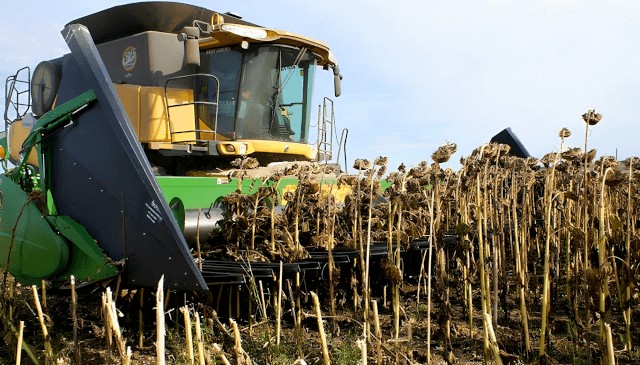 La oportunidad del girasol: con mejor tecnología, podría rendir hasta 40% más 2 cosecha de girasol