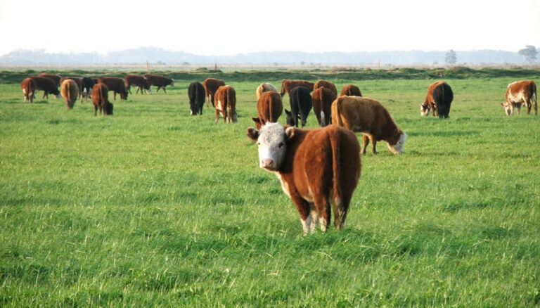 La recría pisa fuerte, acompañada por un clima que favorece la oferta forrajera