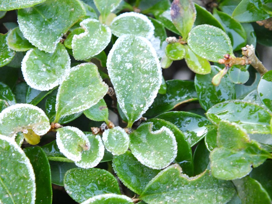 frio-plantas-proteger-heladas