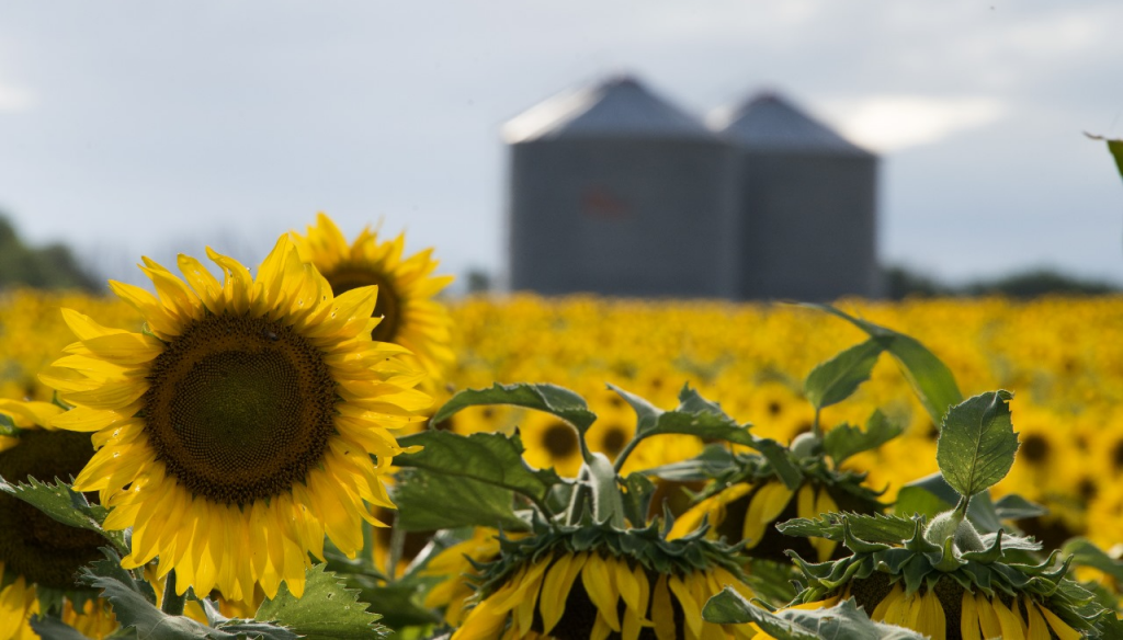 Dato oficial: la cosecha de girasol cerró con un crecimiento del 28,2% Dato oficial: la cosecha de girasol cerró con un crecimiento del 28,2%