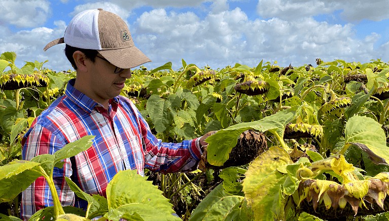 La oportunidad del girasol: con mejor tecnología, podría rendir hasta 40% más