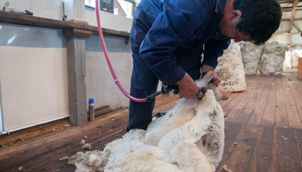 La lana se puso el traje exportador y logró un importante crecimiento para la producción ovina La lana se puso el traje exportador y logró un importante crecimiento para la producción ovina