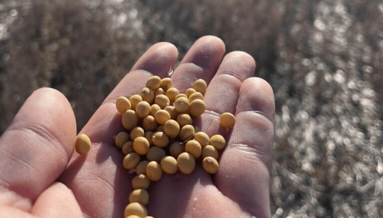 Otra “desregulación” que espera el agro: empresas y ruralistas reviven el debate por una nueva Ley de Semillas