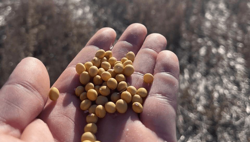 Otra “desregulación” que espera el agro: empresas y ruralistas reviven el debate por una nueva Ley de Semillas Otra “desregulación” que espera el agro: empresas y ruralistas reviven el debate por una nueva Ley de Semillas