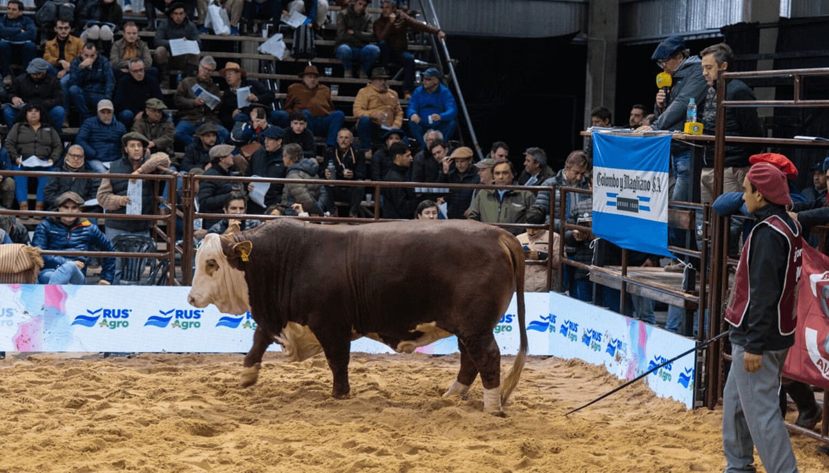 toro braford las nacionales