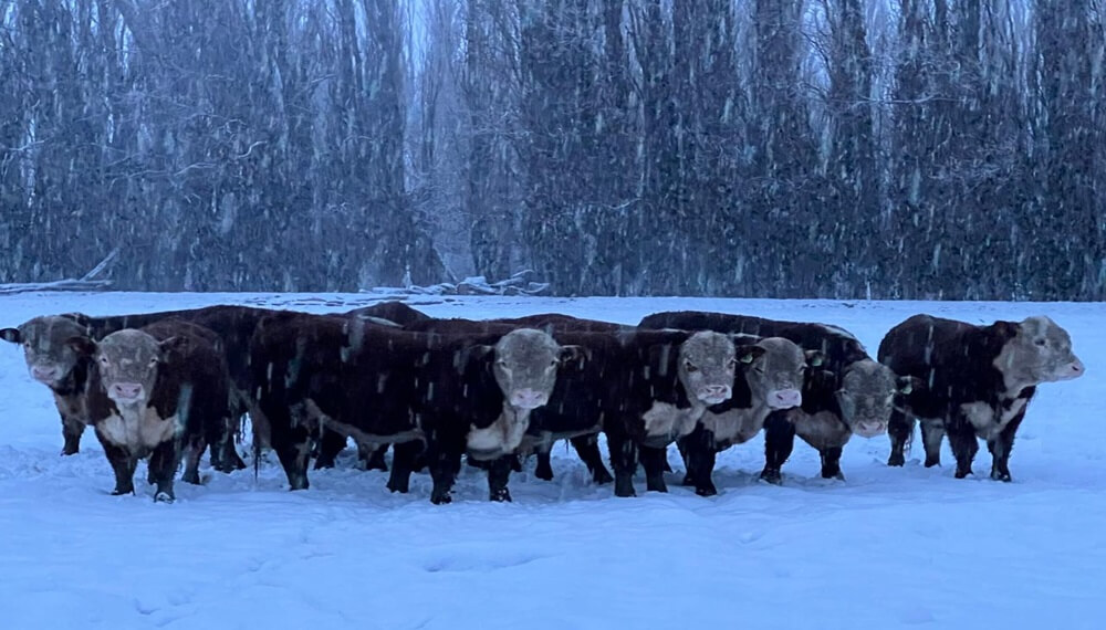 HEREFORD 1