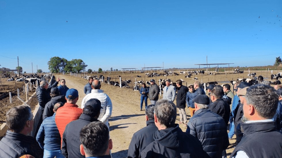 feedlot cooperativo