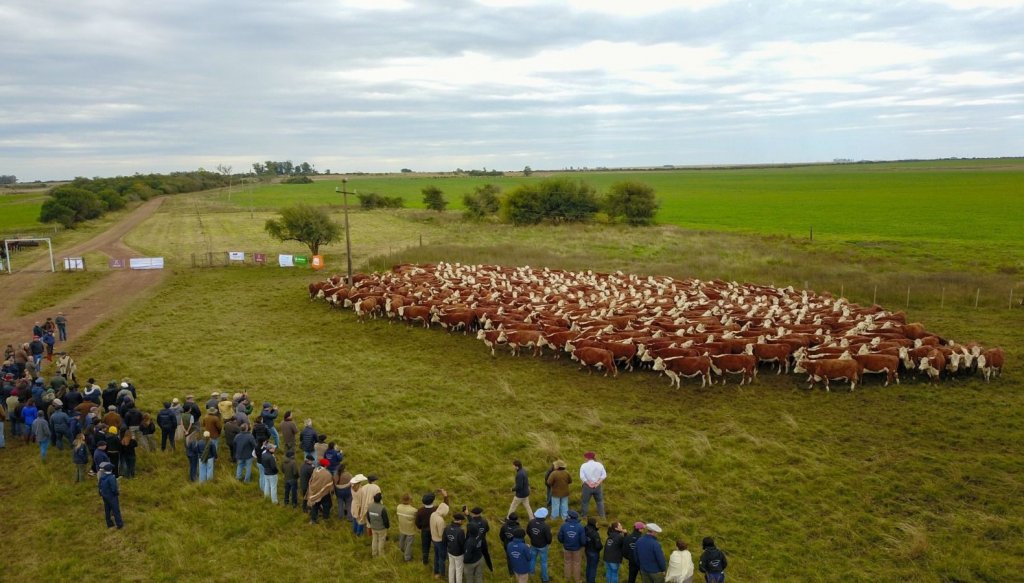 gira hereford