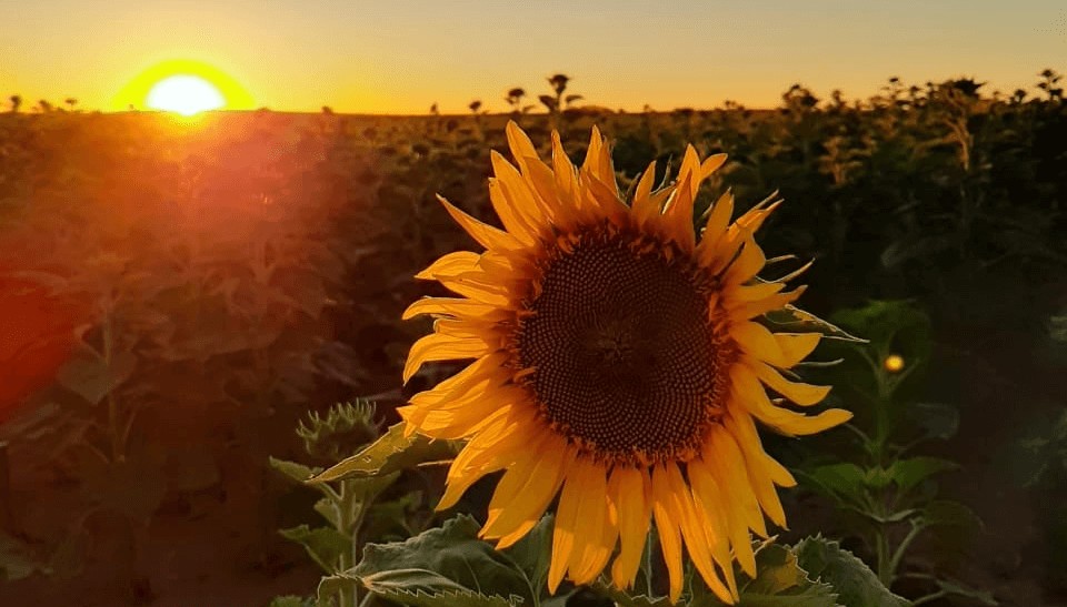 girasol sol advanta