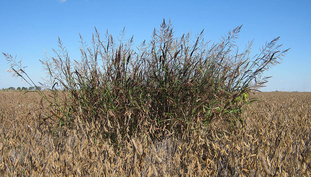 sorgo de alepo en soja