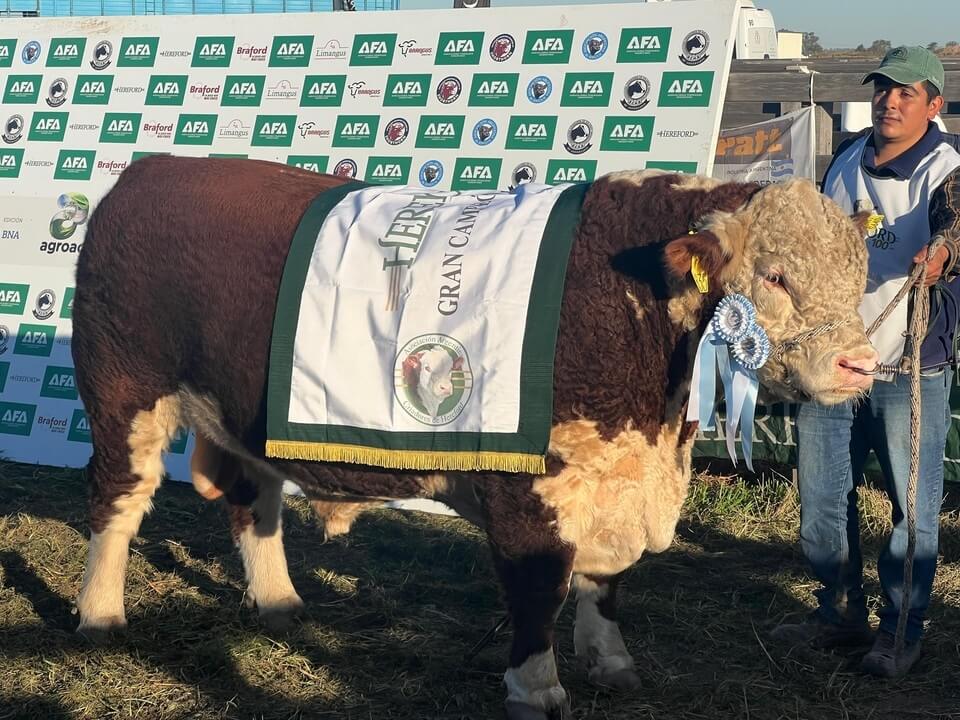 toro gran campeon macho hereford 960