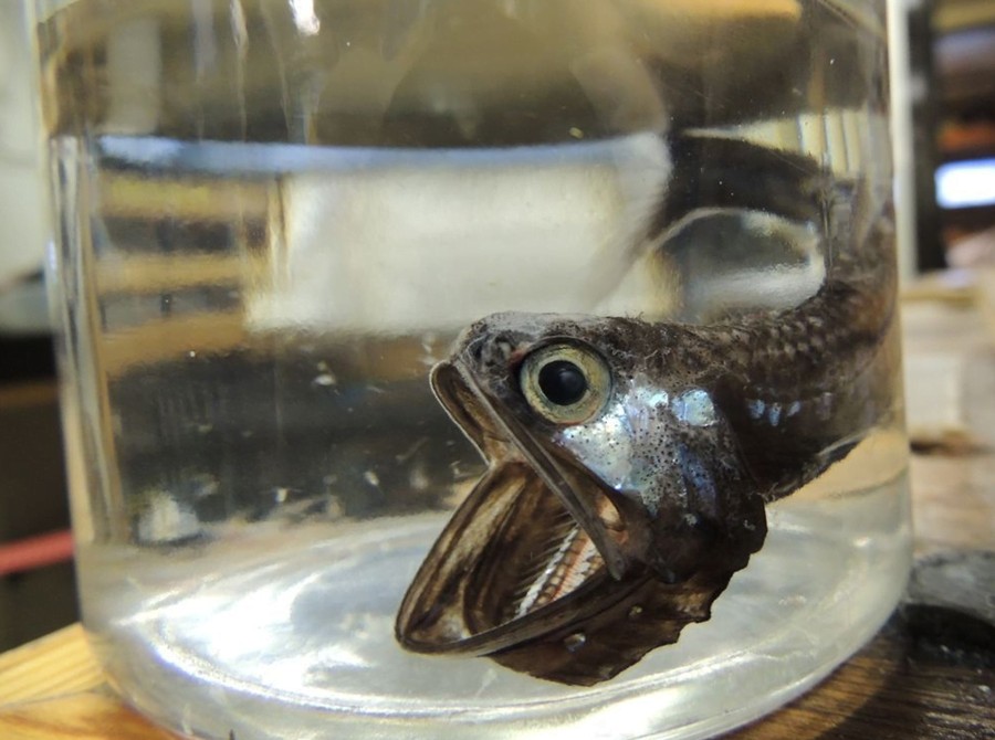 Peces abisal