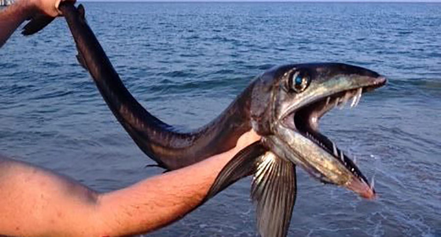 Peces de la zona abisal