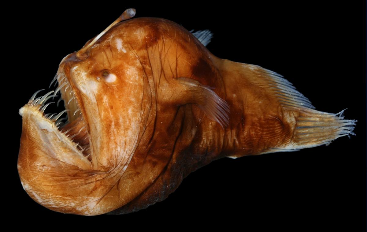 Peces reales abisales
