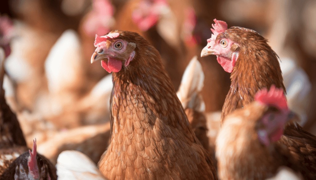 aves gripe aviar pollos senasa