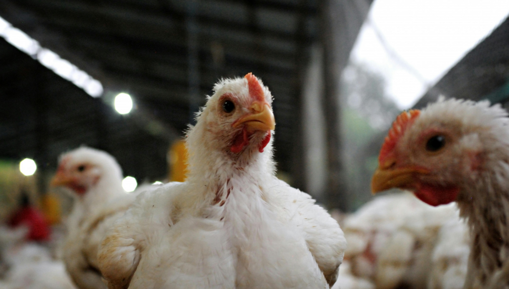 aves pollos gripe aviar senasa