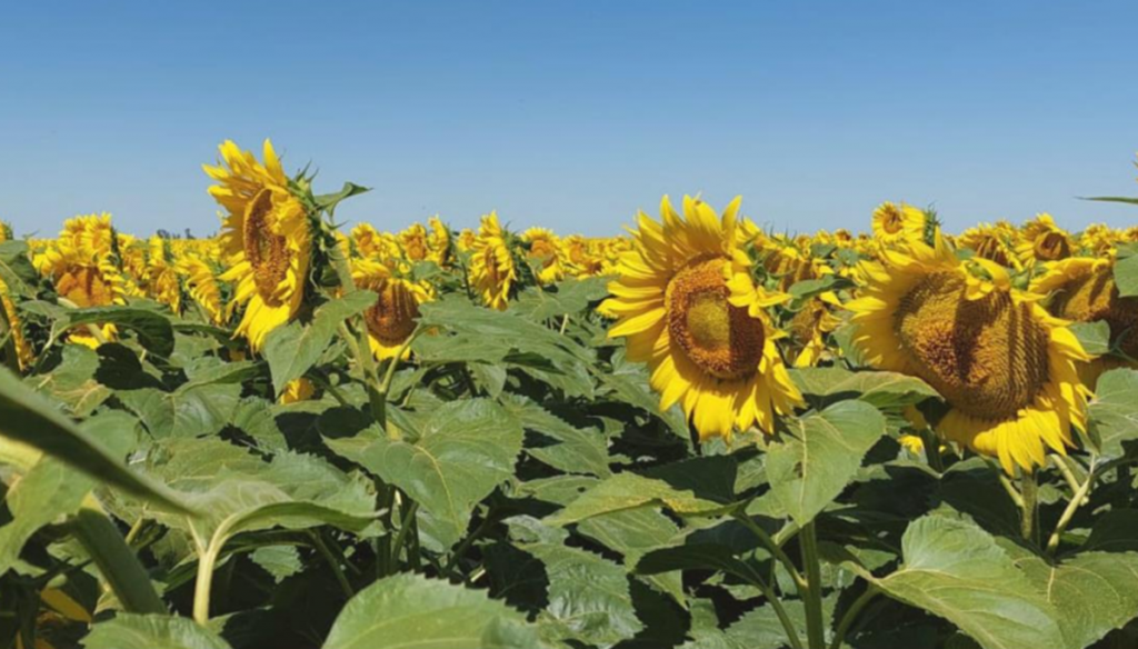 girasol bccba