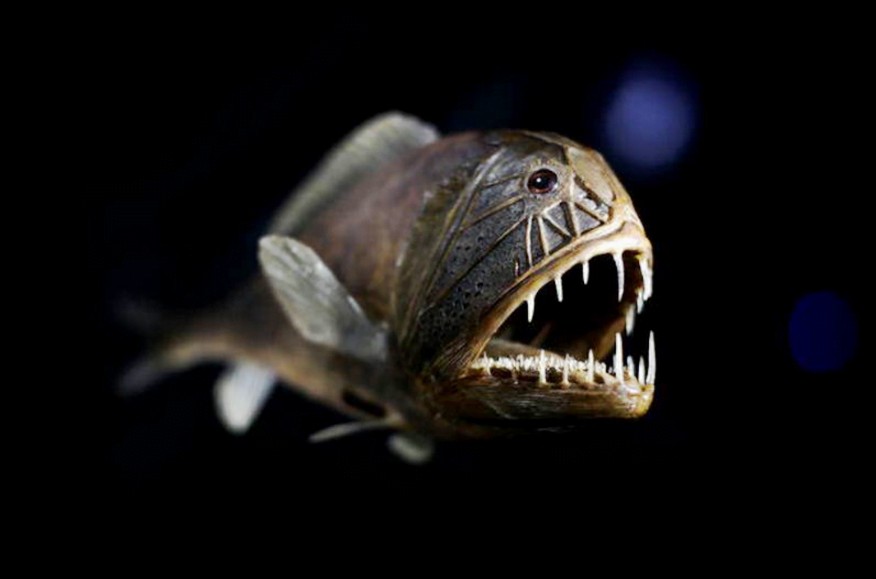 peces abisales