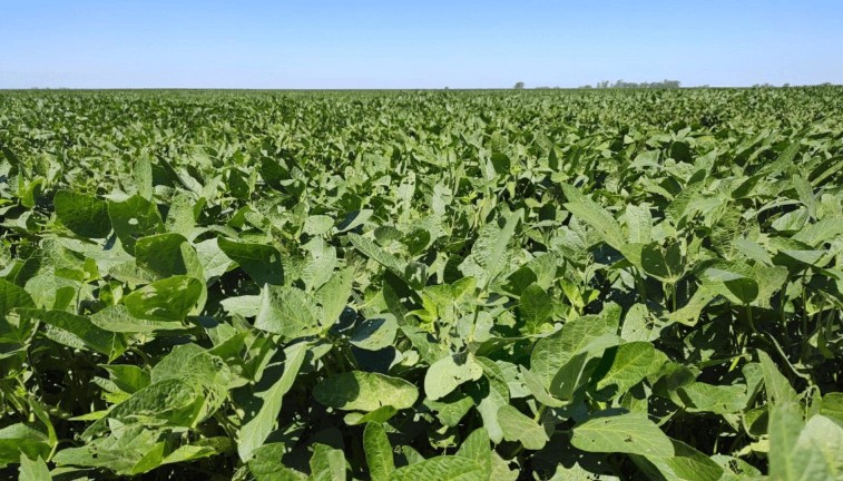 soja llenando grano la pampa