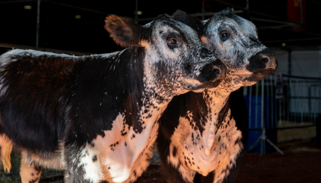 speckle