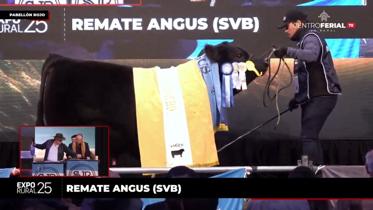 ternero en venta angus