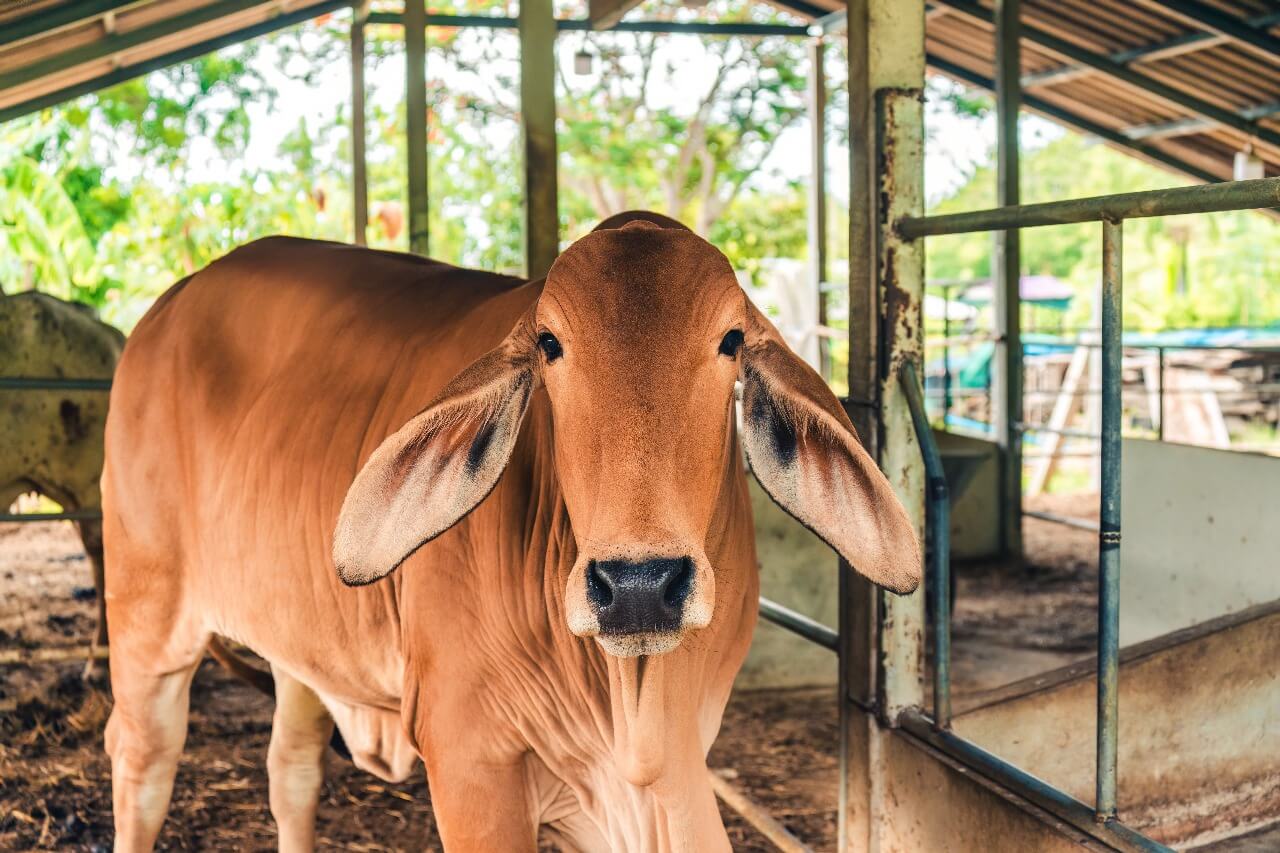 Brahman 1