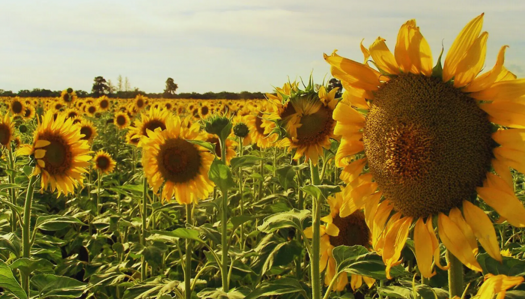 girasol inta