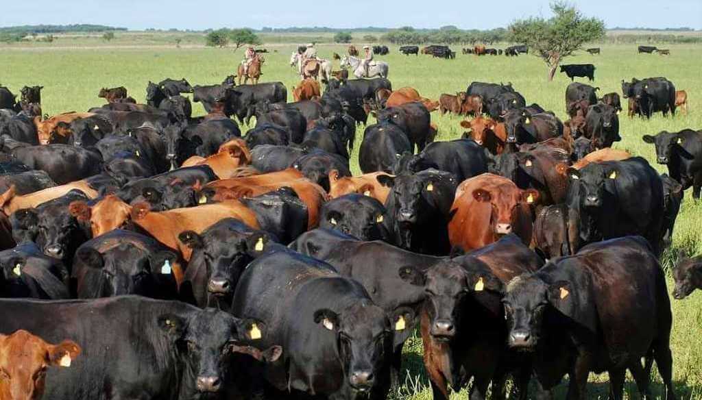 rodeo angus