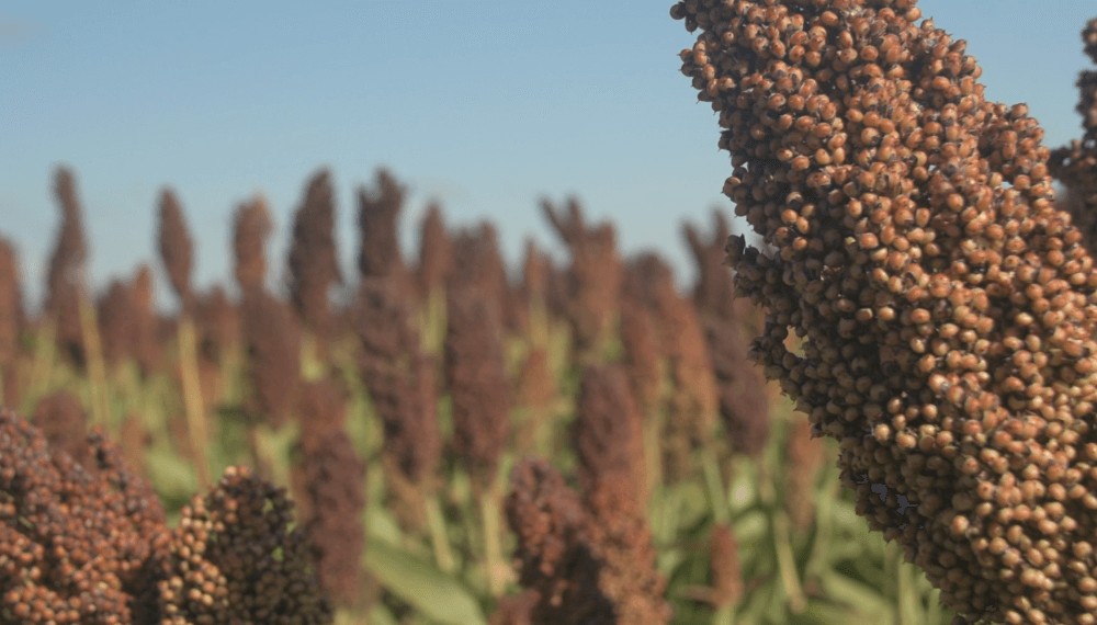 sorgo advanta infocampo