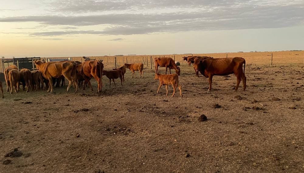 vacas y terneros flacos corrientes e1756136873670