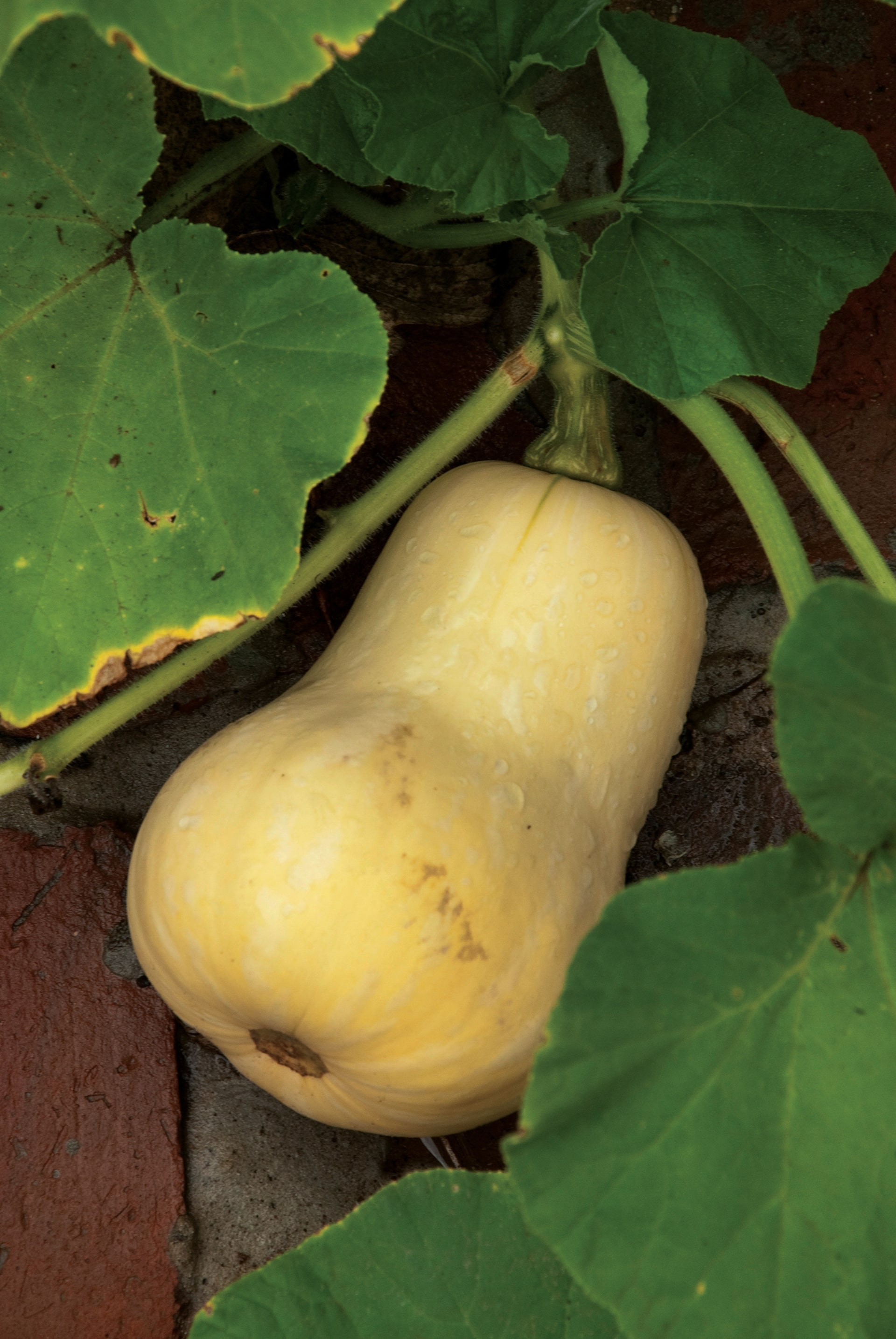 De origen americano, los frutos de la calabaza alimentaron a la mayoría de los pueblos originarios. La posibilidad de almacenarlos varios meses, su sabor agradable y su gran aporte nutritivo hizo de ellos uno de los pilares de la dieta prehispánica. En nuestro país se los llama zapallos, del quechua sapallu; a los ‘Anquito’, se los conoce como calabazas o calabacitas.
