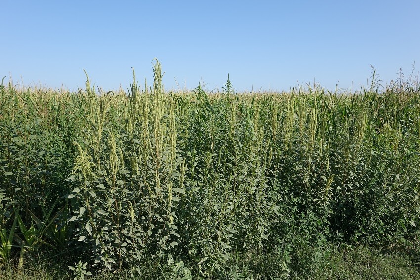 Amaranthus palmeri 2024