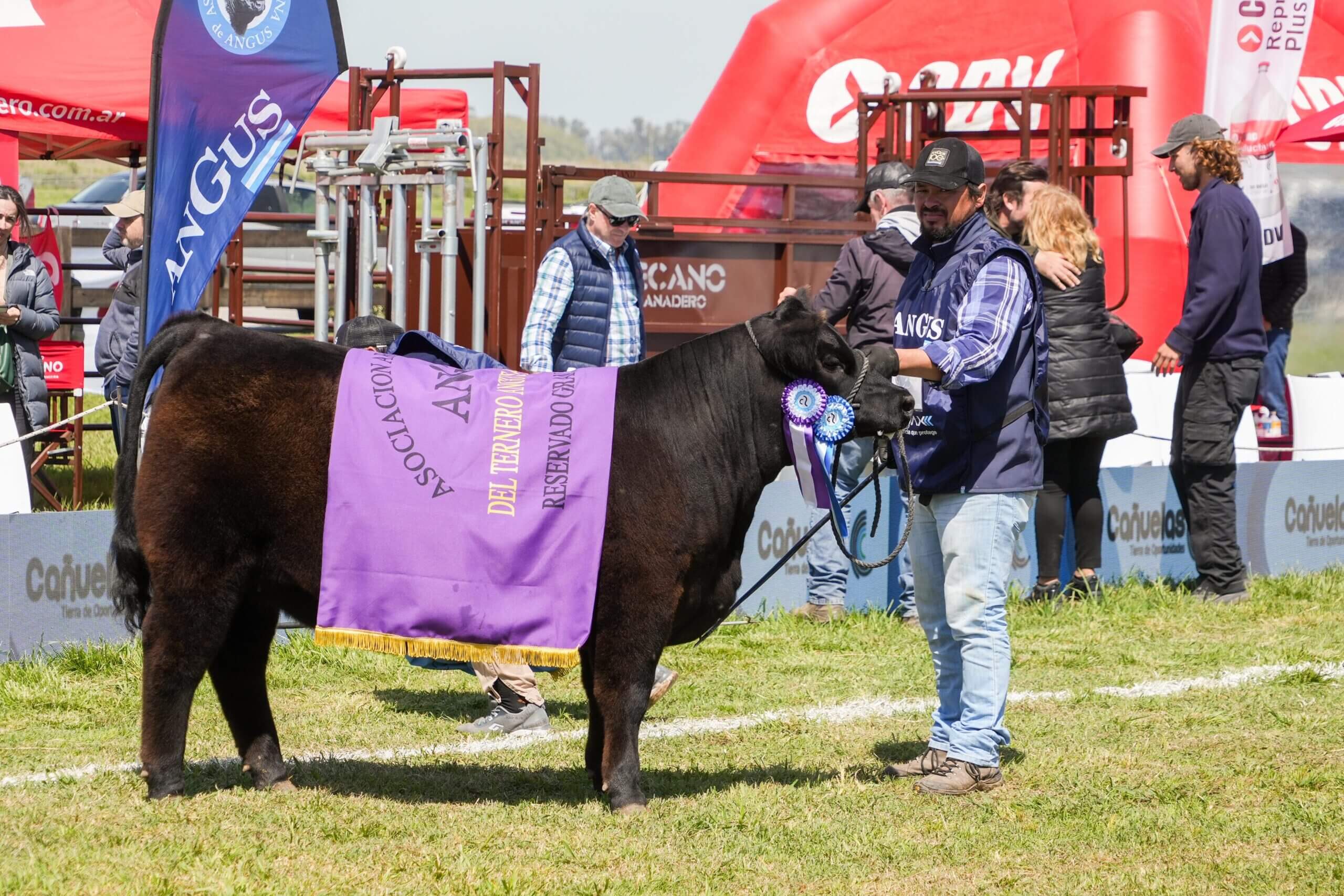 Descarga la foto del Reservado Gran Campeon Ternera