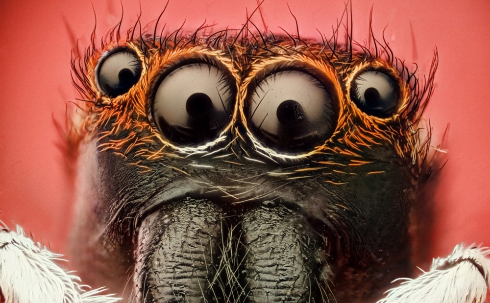 Macro