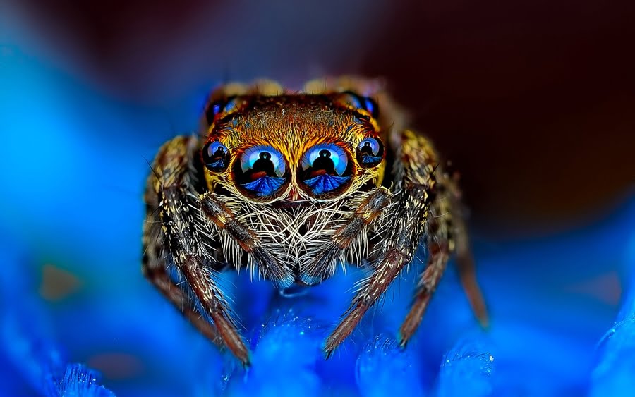 arana_jumper_macro_20140227_2080984766