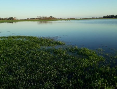 Las lluvias no cortan la ilusión: más del 95% del trigo sigue en condiciones de buenas a excelentes 3 foto inundacion