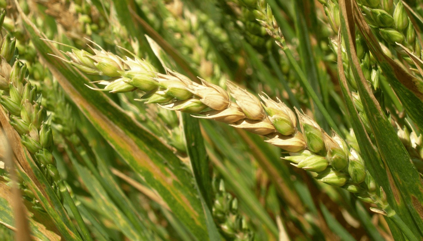 fusariosis trigo