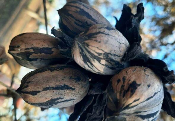 Emprender desde la resiliencia: con la nuez pecán, transformaron una inundación en una oportunidad