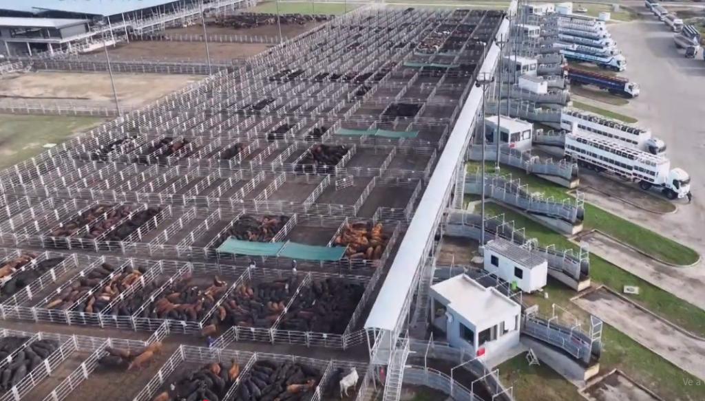 mercado agroganadero canuelas aerea