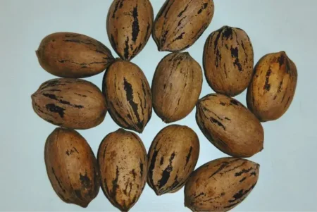 nogal1 768x514.jpg